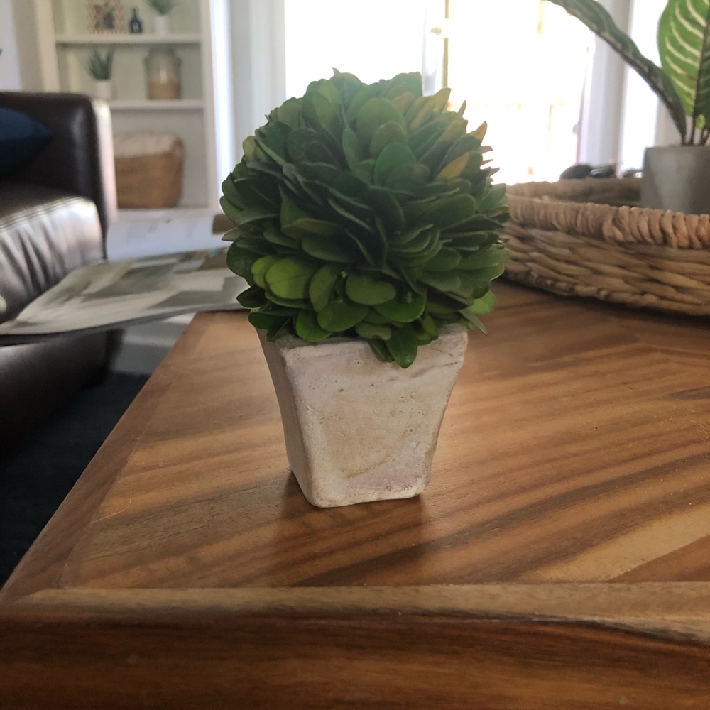 Mini boxwood plant